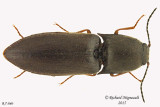 Click beetle - Ampedus sp1 1 m15 