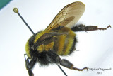 Bombus borealis - Northern Amber Bumble Bee 3 m15 