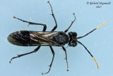 Common sawfly - sp7 1 m15