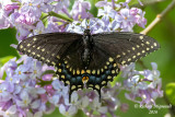 4159 - Black Swallowtail - Papillon du cleri 1 m16