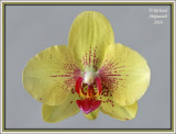 Orchidace de Marina m16
