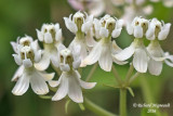 Asclpiade incarnate - Swamp Milkweed - Asclepias incarnata forme blanche 3 m16