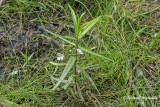Vronique en cusson - Marsh speedwell - Veronica scutellata 1 m16