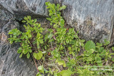 Airelle gazonnante - Dwarf bilberry - Vaccinium cespitosum 1 m16