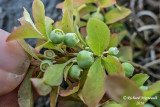 Airelle gazonnante - Dwarf bilberry - Vaccinium cespitosum 2 m16