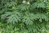 Berce du caucase - Giant hogweed - Heracleum mantegazzianum 6 m16