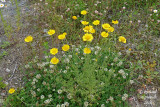 Camomille des teinturiers - Yellow camomile - Anthemis tinctoria 1 m16