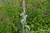piaire laineuse - Lambs-ear - Stachys byzantina 1 m16