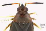 Plant bug - Rhinocapsus vanduzeei 2 