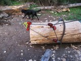 61 - Rigging for sill log.jpg