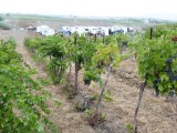 LowerCamp&Grapes.jpg