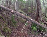 Wilderness along lake - 10 Cedar Last Log before end of lake