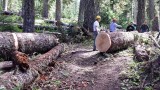 Larger Log