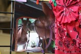 Peoples Choice Photo 2nd: Dar Brady-Stella the Mule-Through the Looking Glass