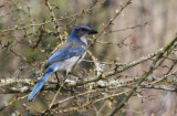 Western Scrub Jay