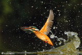 _48D7698CCpb Common Kingfisher