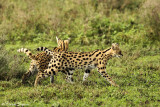 _48D0269cpb SERVAL NDUTU TANZANIA 