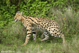 _48D0314pb.jpg  SERVAL NDUTU TANZANIA 