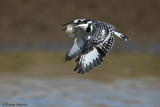 _C4U1955Cpb Pied Kingfisher