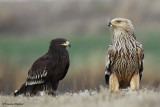 _48D7424 Imperial Eagle vs Spoted Eagle