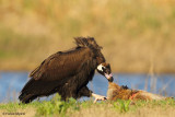 Black Vulture_48D0311CPB.jpg