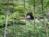 Spring Creek Arch