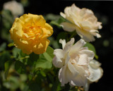 roses_yellow_white.jpg