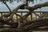 Gnarled Trees