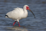 White Ibis