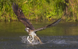 Osprey