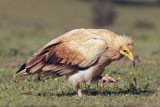 Egyptian vulture