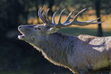 Red Deer