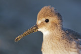 Dunlin