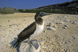 Young Nazca Booby