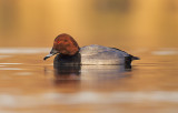 Common Pochard