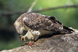 Honey Buzzard