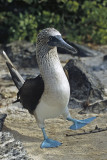 Blue Footed Booby