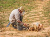 P3280845a-Feeding-the-pigs.jpg