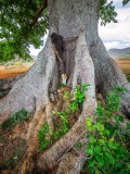 P3291833a-Holy-tree.jpg