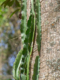 P3292084a-snake-cactus.jpg