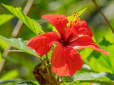 P3292085a-Botanical.jpg