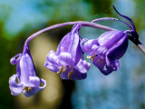 3-bells.jpg