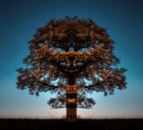 Lion-Tree.jpg