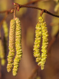 Hazel-Flower.jpg
