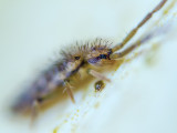 Entomobrya-intermedia.jpg