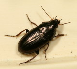 Amara aenea ♂  - Common Sun Beetle