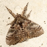 Hodges#8294 * Variable Tussock Moth * Dasychira vagans