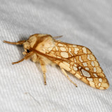 Hodges#8211 * Hickory Tussock Moth * Lophocampa caryae