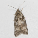 Hodges#3567 * Gray Tortrix * Cnephasia stephensiana