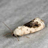 Hodges#9095 * Small Bird Dropping Moth * Ponometia erastrioides